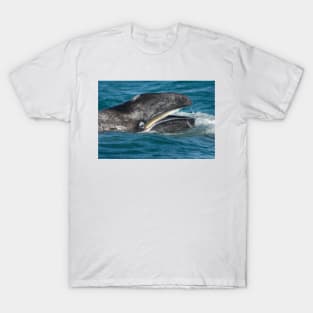 Grey whale (C007/3010) T-Shirt